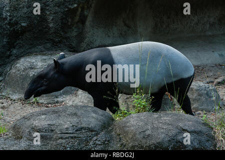 Malayan Tapir (Tapirus indicus), auch bekannt als asiatische Tapir, Taipei Zoo Zoo', 'Muzha Wenshan District, Taipei City, Taiwan Stockfoto