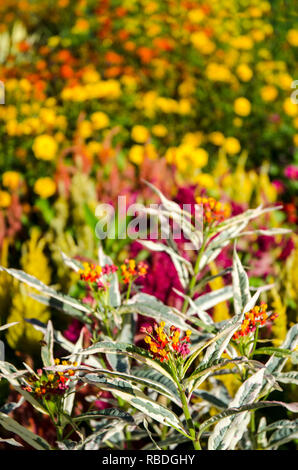 Bunte Lantana vor hellen und farbenfrohen Sommer Anzeige von Anlagen Stockfoto