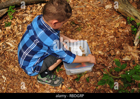 Geocaching Junge findet einen gut getarnten Cache im Wald Stockfoto