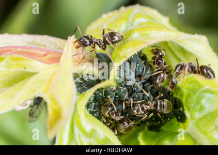 Gemeinsamen Garten Ameisen und schwarze Blattläuse Stockfoto