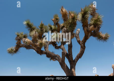 Ein Joshua Tree (Yucca Buergeri) im Barker Dam Bereich der Joshua Tree National Park, Kalifornien, USA. Stockfoto