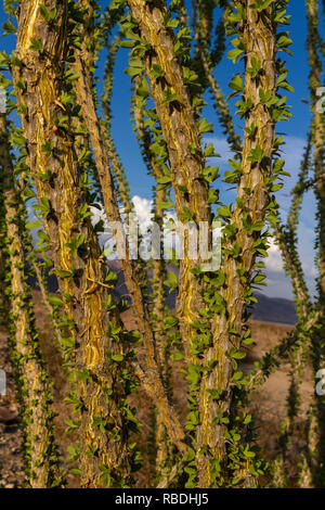 Ocotillo (fouquieria splendens), Joshua Tree National Park, CA, Vereinigte Staaten. Stockfoto