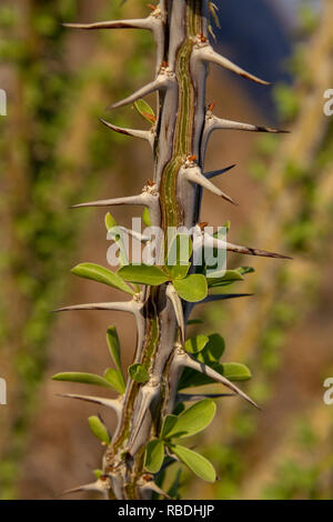 Ocotillo (fouquieria splendens), Joshua Tree National Park, CA, Vereinigte Staaten. Stockfoto