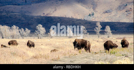 Amerikanischen Bisons grasen auf den offenen Bereich im Grand Teton National Park im US-Bundesstaat Wyoming Stockfoto