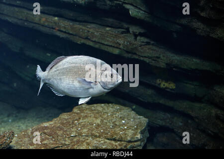 Schwimmen Fische mit interessanten uw-Licht. Aquarium Foto. Stockfoto