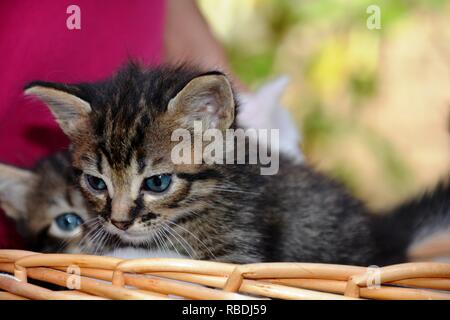 Katzen im Korb Stockfoto