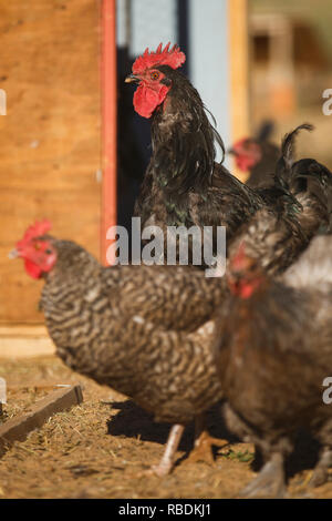 Schwarze und weiße Hühner herumlaufen in der freien Pen auf dem Bauernhof Stockfoto