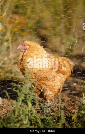 Ein großer freier Bereich Huhn Spaziergänge in einem Bereich, der an einem sonnigen Tag Stockfoto