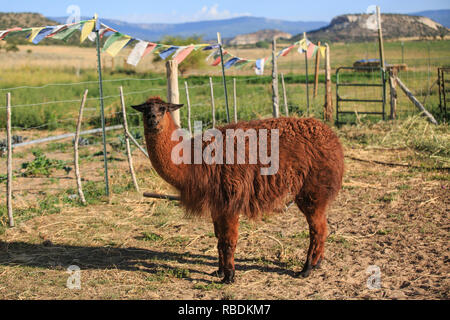 Ein Lama steht in einem Feld auf einem Bio-Bauernhof in Utah, mit einer weiten Landschaft und tibetischen Gebetsfahnen Aufhängen der Hintergrund Stockfoto