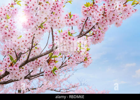 Voller Blüte Cherryblossom Sakura bei Kitakami Tenshochi Park in Kitakami, Iwate, Japan Iwate, Japan - 22 April 2018: kitakami Tenshochi Park von Stockfoto