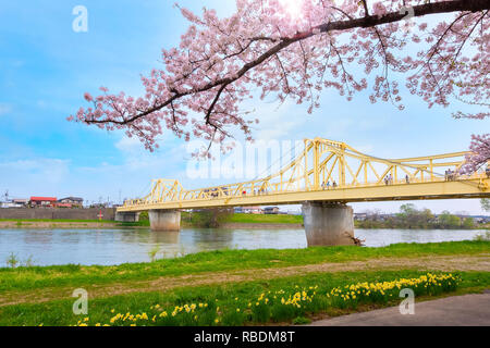 Voller Blüte Cherryblossom Sakura bei Kitakami Tenshochi Park in Kitakami, Iwate, Japan Iwate, Japan - 22 April 2018: kitakami Tenshochi Park von Stockfoto