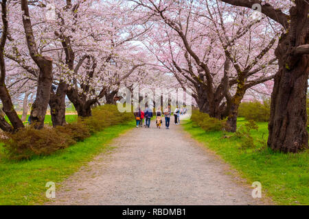 Voller Blüte Cherryblossom Sakura bei Kitakami Tenshochi Park in Kitakami, Iwate, Japan Iwate, Japan - 22 April 2018: kitakami Tenshochi Park von Stockfoto