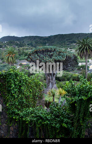 Ein schönes Foto der Kanarischen Inseln Drachenbaum (Dracaena Draco) Stockfoto