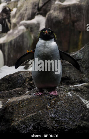 Ein schönes Foto posieren Rock Hopper penguin (Eudyptes) Stockfoto