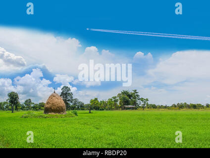 Die Soft Focus Green Rohreis Feld mit dem Stroh, Futtermittel, den schönen Himmel und Cloud in Thailand. Stockfoto