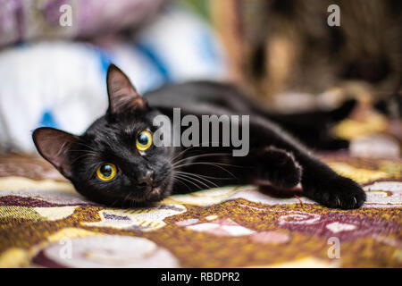 Lustig schöne schwarze Katze zu Hause Stockfoto