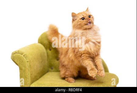 Rot lustige Katze in cofa auf weißem Hintergrund Stockfoto