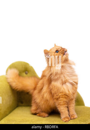 Rot lustige Katze in cofa auf weißem Hintergrund Stockfoto