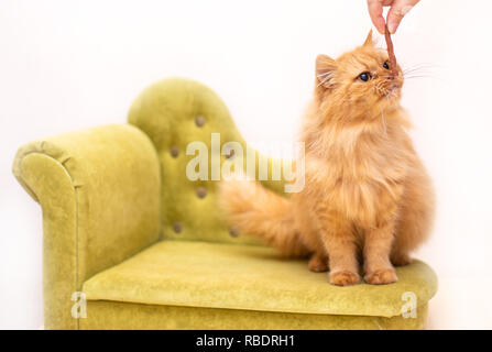 Rot lustige Katze in cofa auf weißem Hintergrund Stockfoto