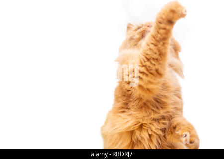 Rot lustige Katze in cofa auf weißem Hintergrund Stockfoto