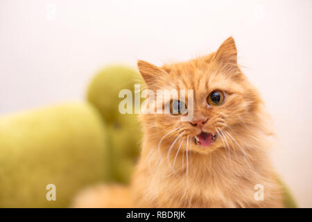 Rot lustige Katze in cofa auf weißem Hintergrund Stockfoto