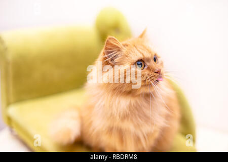 Rot lustige Katze in cofa auf weißem Hintergrund Stockfoto