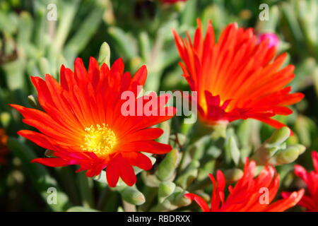 Flor roja en El Campo. Rote Blume im Feld Stockfoto