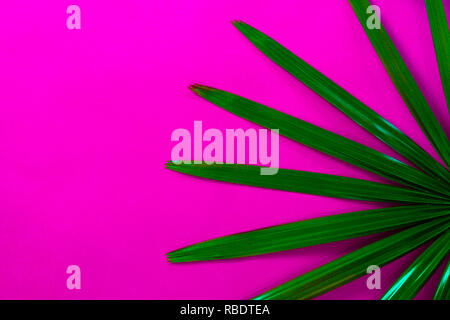 Von tropischen Palmen lassen auf rosa Hintergrund Stockfoto