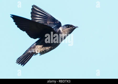 Purple Martin im Flug Stockfoto