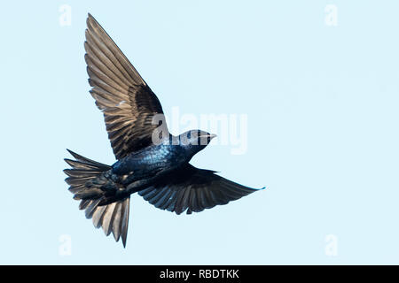 Purple Martin im Flug Stockfoto