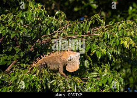 Grüner Leguan, Nationalpark Tortuguero, Costa Rica Stockfoto