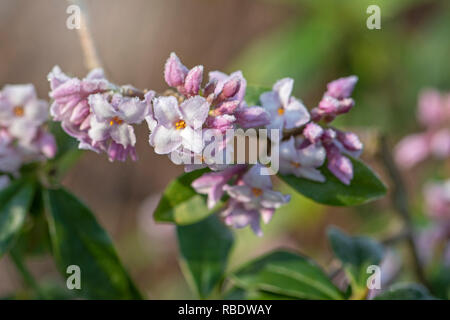 Close-up-Bild der frühen Frühling blühender Strauch Daphne Bholua 'Jaqueline Postill' Stockfoto