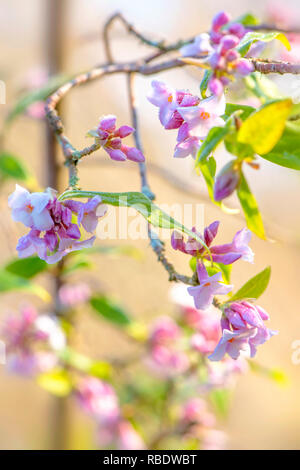 Close-up-Bild der frühen Frühling blühender Strauch Daphne Bholua 'Jaqueline Postill' Stockfoto