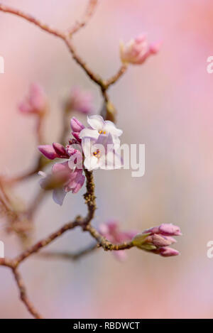Close-up-Bild der frühen Frühling blühender Strauch Daphne Bholua 'Jaqueline Postill' Stockfoto