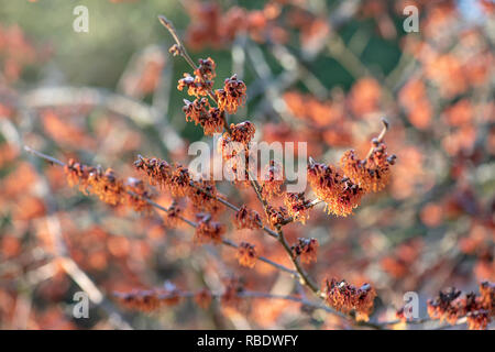 Nahaufnahme des lebhaften farbigen, Frühjahr/winter Blüte Hamamelis Strauch auch bekannt als Zaubernuss. Stockfoto