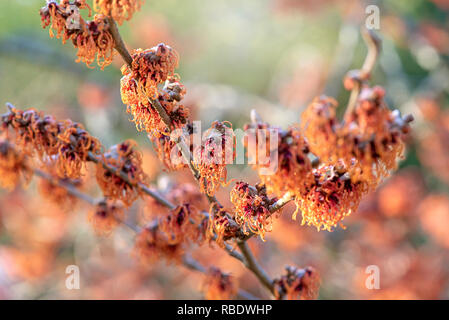 Nahaufnahme des lebhaften farbigen, Frühjahr/winter Blüte Hamamelis Strauch auch bekannt als Zaubernuss. Stockfoto