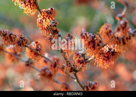 Nahaufnahme des lebhaften farbigen, Frühjahr/winter Blüte Hamamelis Strauch auch bekannt als Zaubernuss. Stockfoto