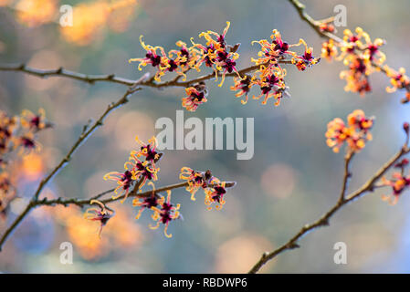 Nahaufnahme des lebhaften farbigen, Frühjahr/winter Blüte Hamamelis Strauch auch bekannt als Zaubernuss. Stockfoto