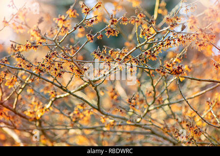 Nahaufnahme des lebhaften farbigen, Frühjahr/winter Blüte Hamamelis Strauch auch bekannt als Zaubernuss. Stockfoto