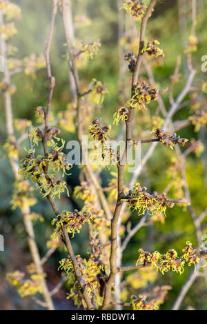 Nahaufnahme des lebhaften farbigen, Frühjahr/winter Blüte Hamamelis Strauch auch bekannt als Zaubernuss. Stockfoto