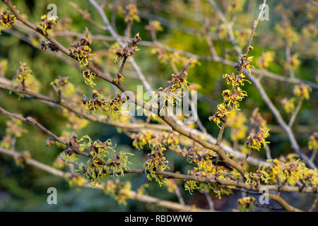 Nahaufnahme des lebhaften farbigen, Frühjahr/winter Blüte Hamamelis Strauch auch bekannt als Zaubernuss. Stockfoto