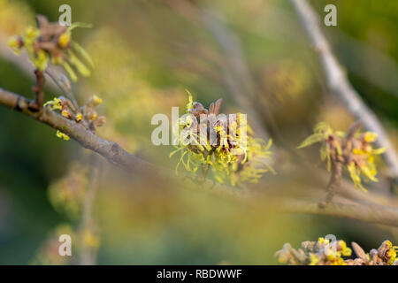 Nahaufnahme des lebhaften farbigen, Frühjahr/winter Blüte Hamamelis Strauch auch bekannt als Zaubernuss. Stockfoto