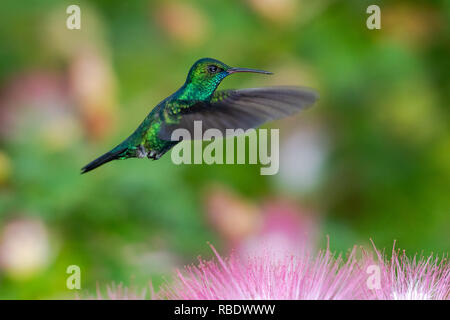 Ein blaugerinnter Sapphire-Kolibris, der im Calliandra-Baum über Pulverpuffblüten schwicht. Stockfoto