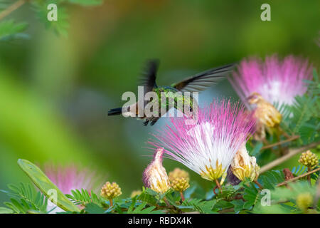 Ein kupfergemumpter Kolibris, der sich auf einer rosafarbenen Pulverpuffblüte am Kalliandra-Baum ernährt. Stockfoto
