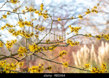 Nahaufnahme des lebhaften farbigen, Frühjahr/winter Blüte Hamamelis Strauch auch bekannt als Zaubernuss. Stockfoto