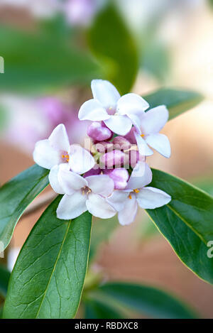 Close-up-Bild der frühen Frühling blühender Strauch Daphne Bholua 'Jaqueline Postill' Stockfoto