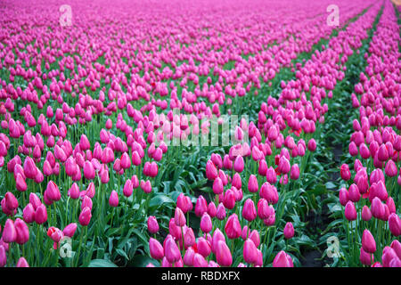 Reihen von hübschen rosa Tulpen blühen in einem Feld in Mount Vernon, Skagit County, Washington State Stockfoto