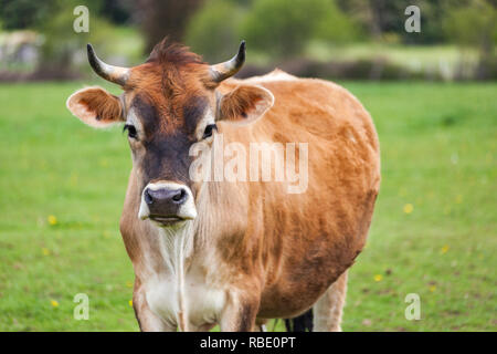 Gesunde junge Braune Schweizer Stier in einer Weide Stockfoto