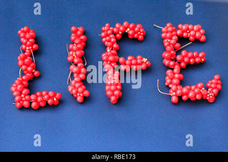 Schisandra chinensis. Wort Leben von roten Beeren schisandra als Seufzer der Lebensstil auf dunkelblauem Hintergrund. Gesunde schisandra. Stockfoto