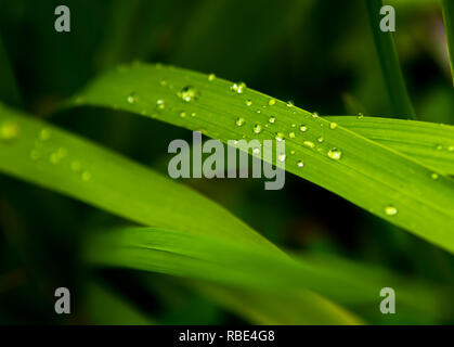 Regentropfen von reinem Wasser auf der Oberfläche der grünen Grashalmen Stockfoto